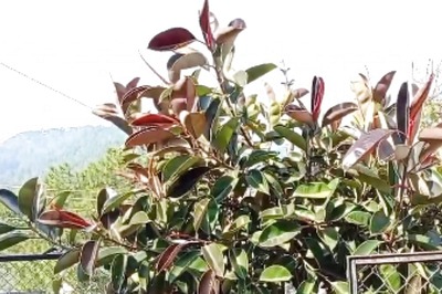 Diwali 2024: Astrologer Shares Benefits Of Growing Rubber Plant In Home