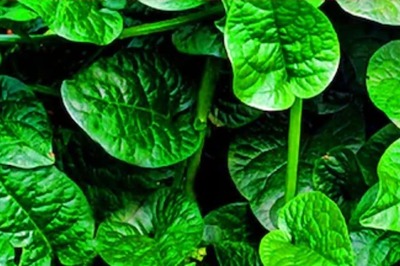 Looking For A Healthy Summer Snack? Try This Poi Saag Pakora Recipe At Home