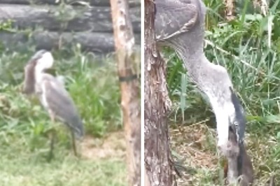 This Video Of Heron Gulping Down A Huge Rat Is Not For Faint-hearted