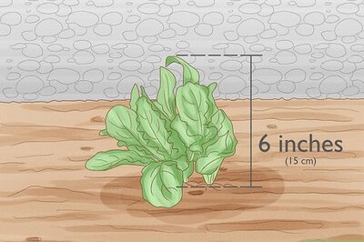 How to Harvest Arugula