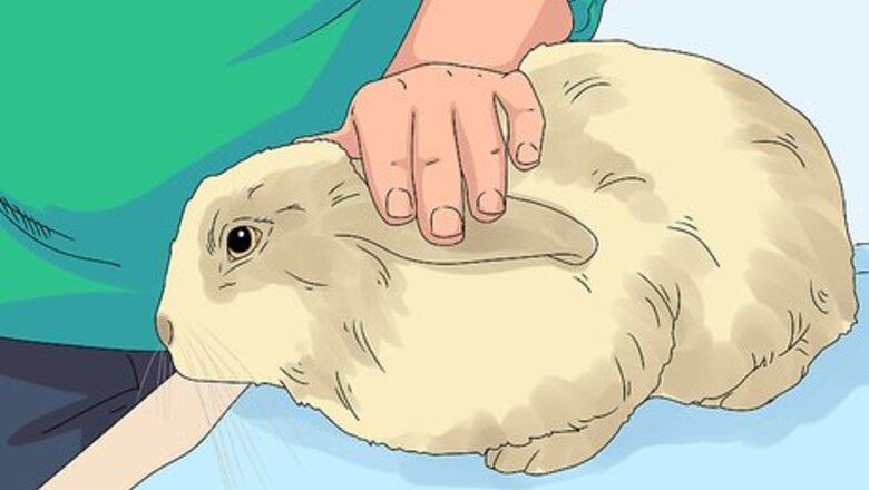 How to Pick up a Rabbit