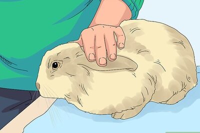How to Pick up a Rabbit