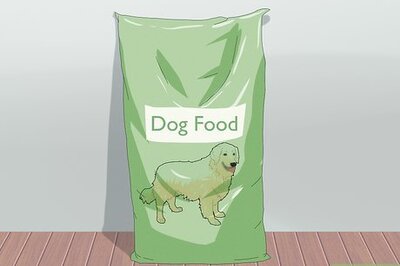 How to Care for Your Chihuahua