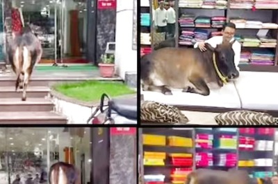 Video Of Man Petting A Cow Inside His Saree Shop Wins Internet's Heart