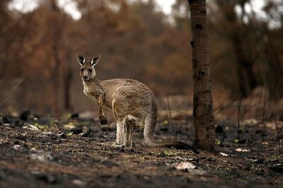 Australia's Kangaroo Island Plantation Suspends Shares, Says Most Trees Not Productive After Fires
