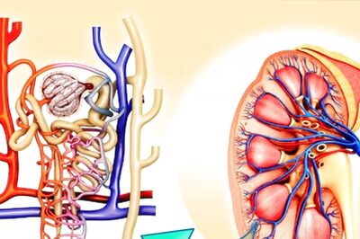 Know Importance Of Healthy Kidneys For Your Overall Wellbeing