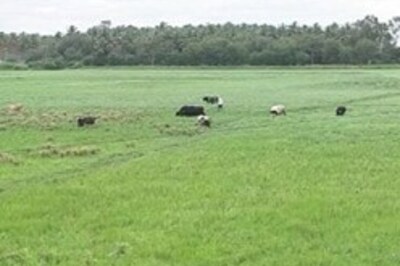 Govt says use of GM seeds beneficial