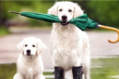 Protect Your Dog From Monsoon Dangers With These Simple Tips