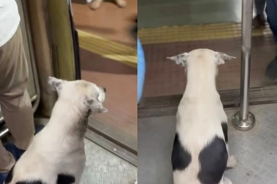 Watch: Dog Travels In Mumbai Local, Deboards Only After It Halts