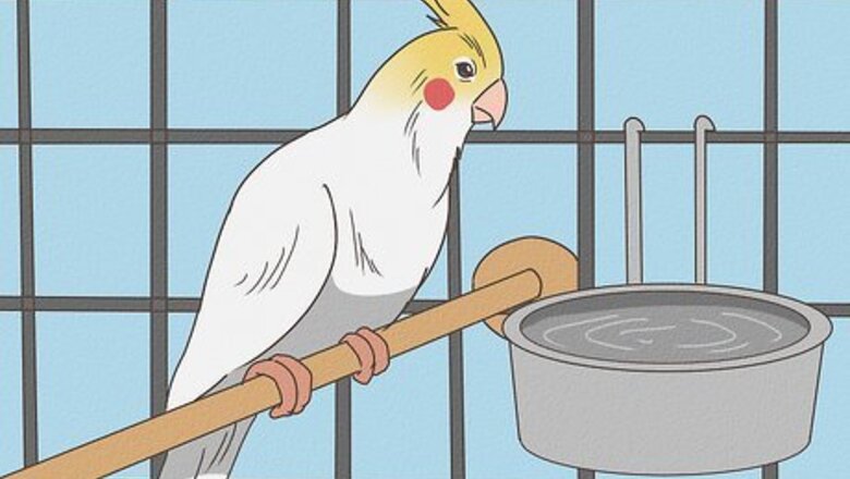 How to Groom a Cockatiel