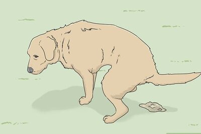 How to Treat Giardia in Dogs