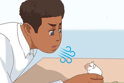 How to React when Your Gerbil Bites or Scratches
