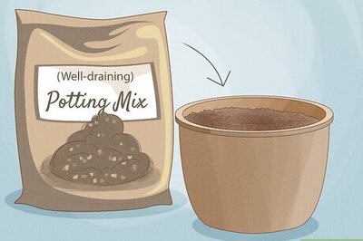 How to Plant & Care for Jasmine in Containers