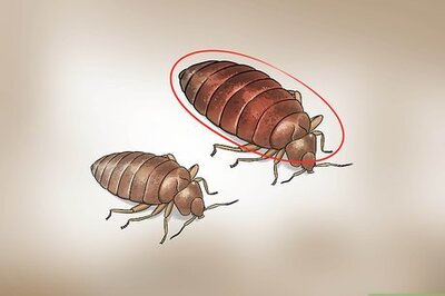 Bed Bugs: How to Spot Them & What to Do About It