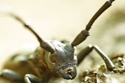 This Long-horned Insect Eats Up Trees Within Days, We Are Not Joking