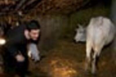 In pics: Rahul, Miliband bond over cows, charpai and chat