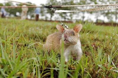 'Rat Man' Charges Rs 80 to Catch a Rodent to Save Crops in Ooty