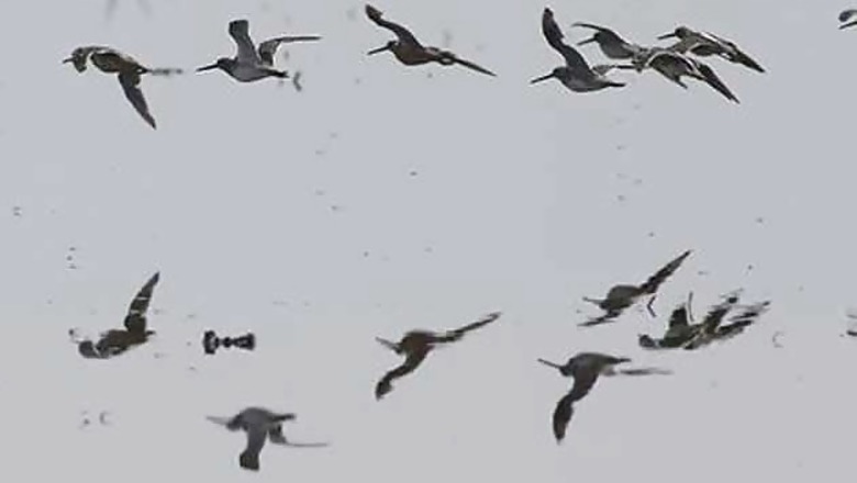 Birds have fundamental rights, can't be kept in cages: Delhi High Court