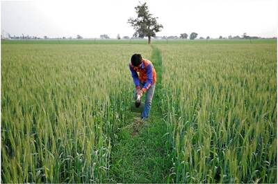 Punjab Farmers Received Rs 8,180 Cr MSP Payment Directly in Bank Accounts This Year: Govt