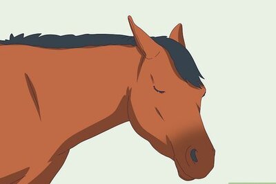 Why Do Horses Sleep Standing Up? All Your Questions Answered