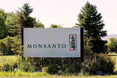 Govt Cuts Monsanto's GM Cotton Seed Royalty, May Trigger Another Row
