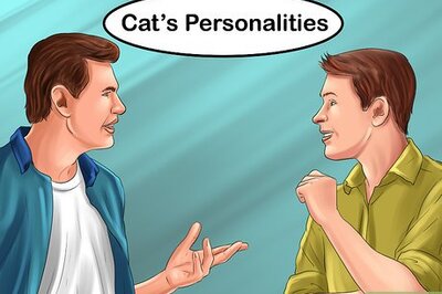 How to Choose a Kid Friendly Cat